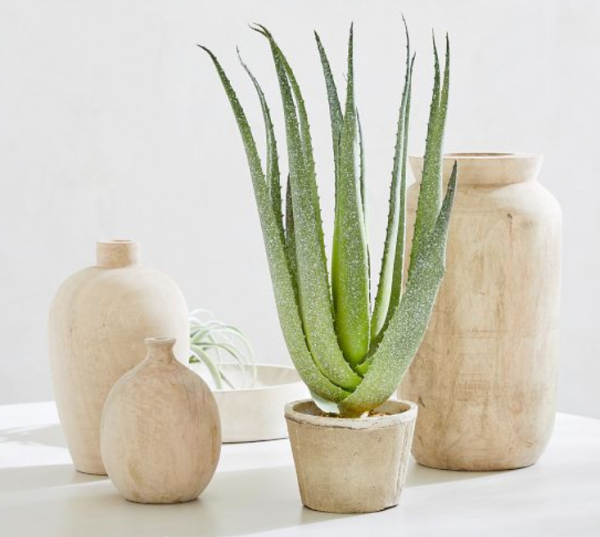 Tanaman Aloe Vera dengan Aksen Pot Terakota